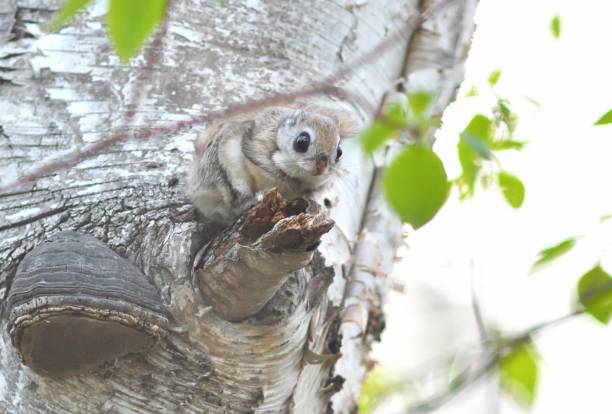 istock A flying squirrel sits on a branch in a park in Hokkaido. 2167566996