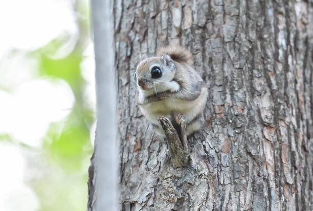 istock A flying squirrel sits on a branch in a park in Hokkaido. 2167567009