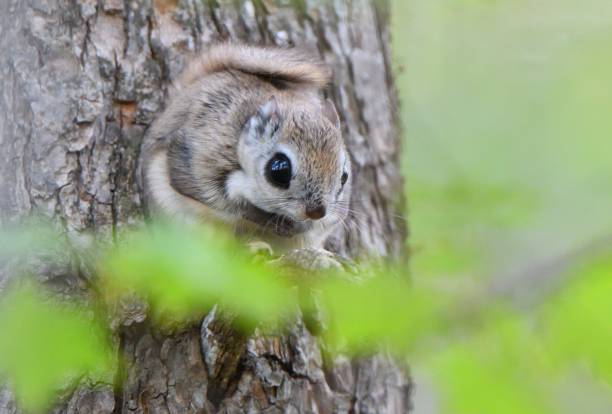 istock A flying squirrel sits on a branch in a park in Hokkaido. 2167567015
