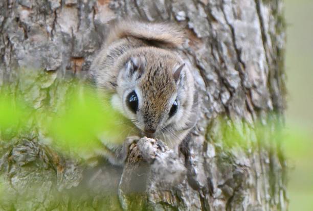 istock A flying squirrel sits on a branch in a park in Hokkaido. 2167567017