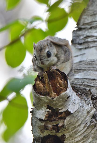 istock A flying squirrel sits on a branch in a park in Hokkaido. 2167567027