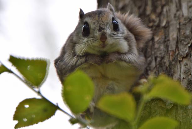 istock A flying squirrel sits on a branch in a park in Hokkaido. 2167567030