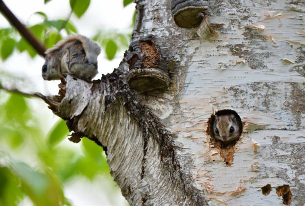 istock A Siberian flying squirrel emerges from its burrow and another sits on a branch in a spring park in Hokkaido. 2167567583