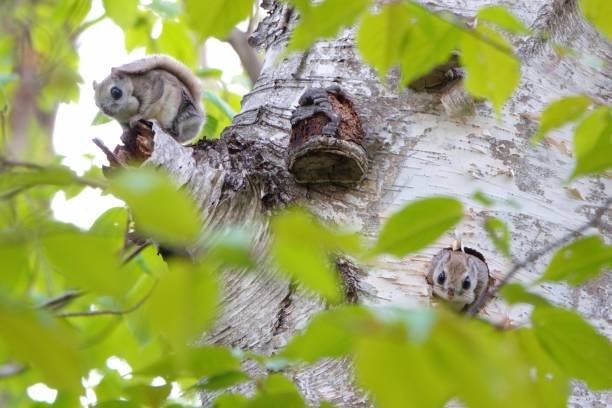 istock A Siberian flying squirrel emerges from its burrow and another sits on a branch in a spring park in Hokkaido. 2167567593