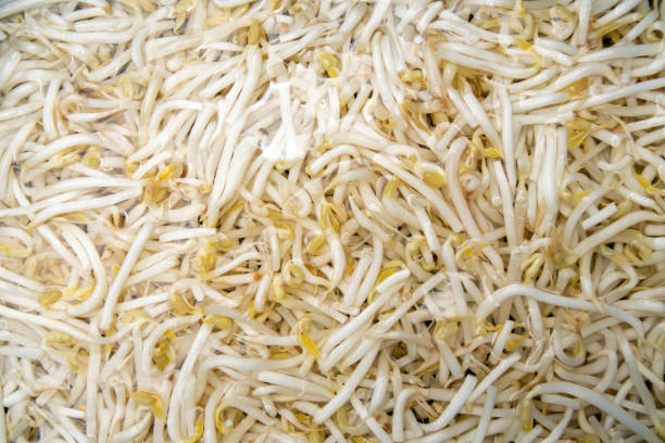 Soaking bean sprouts in water makes the bean sprouts fresh, crisp, not black, not bruised, can be eaten for a long time. Benefits: Contains an antioxidant called Phenolic that may be useful in preventing diabetes.