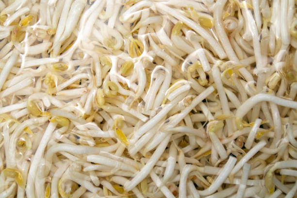 Soaking bean sprouts in water makes the bean sprouts fresh, crisp, not black, not bruised, can be eaten for a long time. Benefits: Contains an antioxidant called Phenolic that may be useful in preventing diabetes.