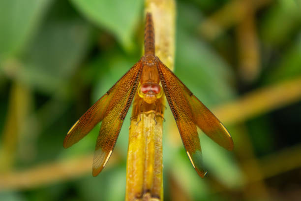 A cute brown dragonfly sits on a branch with its wings folded.