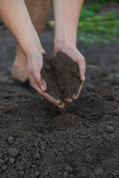 istock a man holds soil in his hands close-up. Selective focus 2167568429