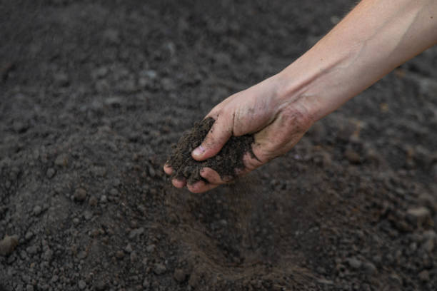 istock a man holds soil in his hands close-up. Selective focus 2167568447