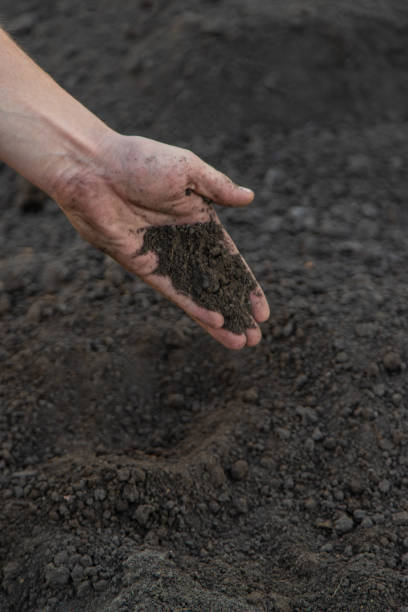 istock a man holds soil in his hands close-up. Selective focus 2167568462
