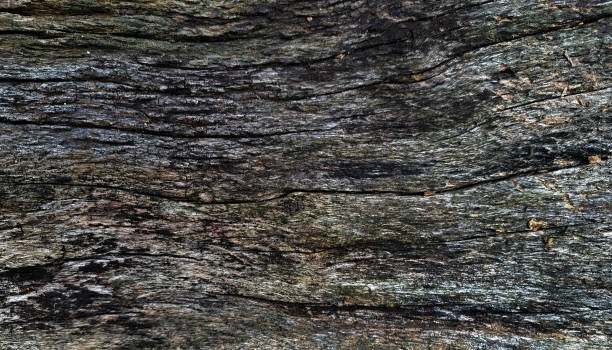 istock Beautiful wood grain. Wood background. Wood grain pattern texture backgrounds 2167568705