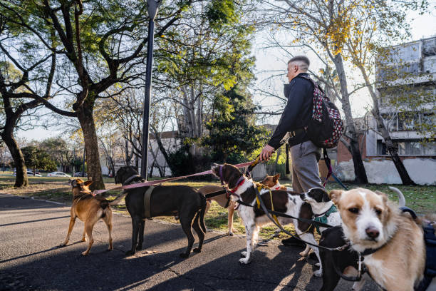 istock Pet sitter taking the dogs for a walk in the square 2167569521