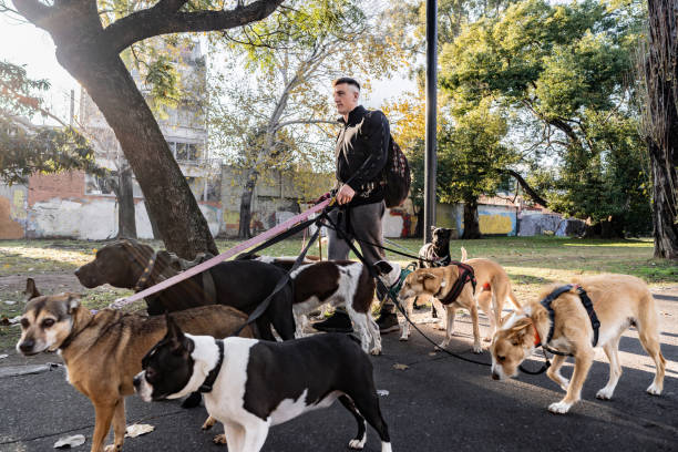 istock Pet sitter taking the dogs for a walk in the square 2167569541