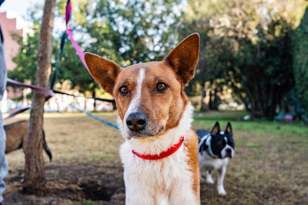 istock Dog in a public park 2167569552