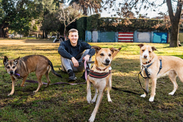 istock Pet sitter and dogs in a public park 2167569667