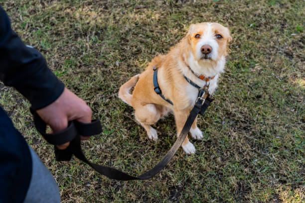 Dog with its owner in a public park