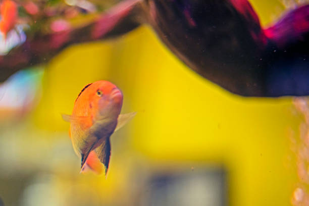 red small fish in an aquarium. Hobbies and leisure