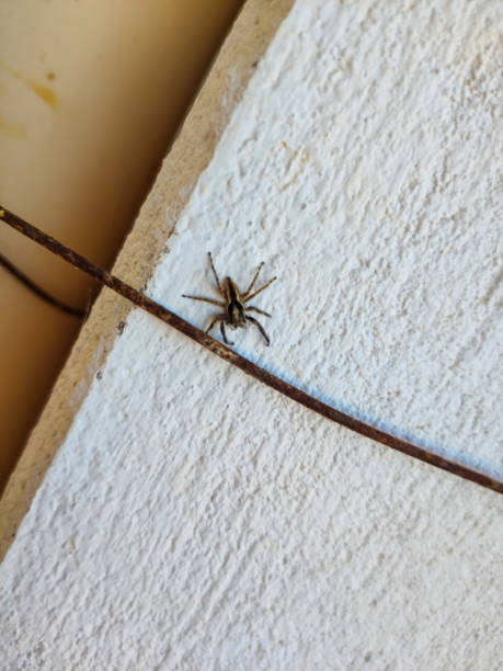 istock Little wolf spider on white farm wall 2167570174