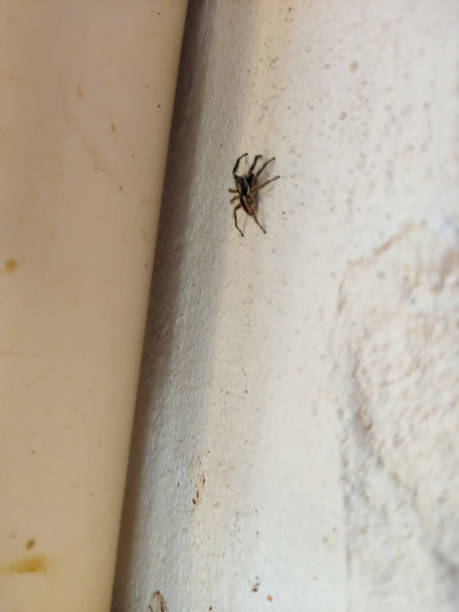 istock Little wolf spider on white farm wall 2167570187