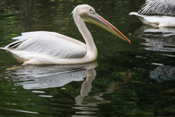 istock The great white pelican bird is swimming 2167570496