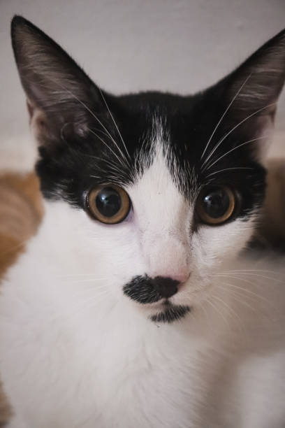 istock Tuxedo cat looking intently at its owner 2167571832