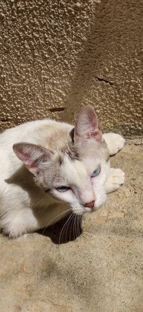 istock White cat with blue eyes resting in the morning sun 2167571874
