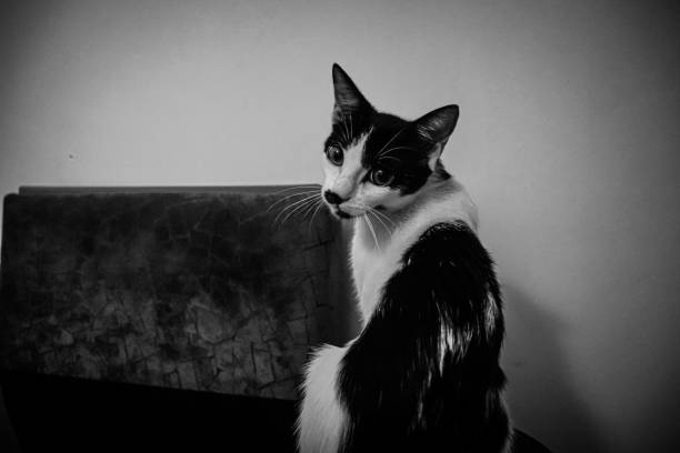 Tuxedo cat looking intently at its owner, black and white