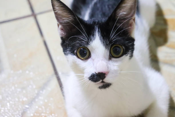 istock Tuxedo cat looking intently at its owner 2167572619