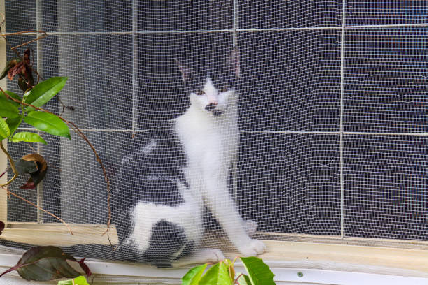 Tuxedo Cat in screened window looking