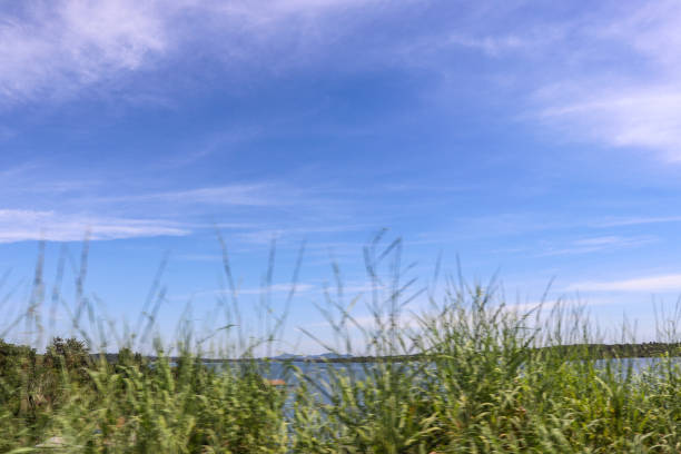 Vibrant green grass is a perfect contrast to the blue sky, there is a lake in the background