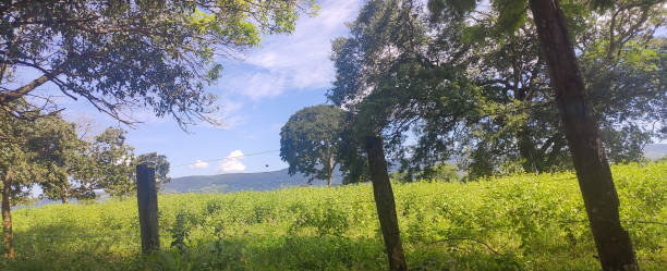 istock Brazilian Cerrado, Tree and Mountain 2167575381