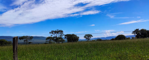 istock Brazilian Cerrado, Tree and Mountain 2167575439