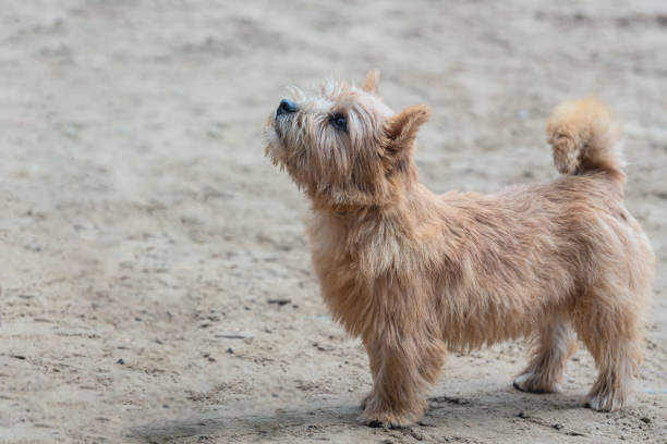 The Norwich Terrier is a breed of dog originating from the United Kingdom and bred for hunting small rodents