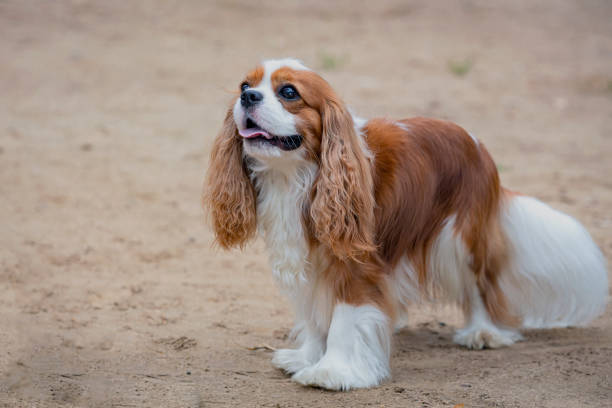 The Cavalier King Charles Spaniel (CKCS) is a British breed of toy dog of spaniel type