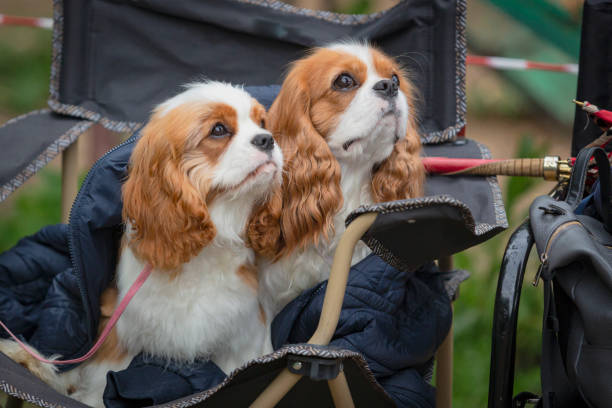 istock Cavalier King Charles Spaniel dogs sit in a stroller 2167577282