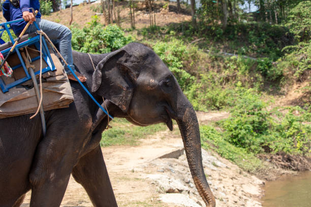 istock Elephant with rider in tropical park 2167578026