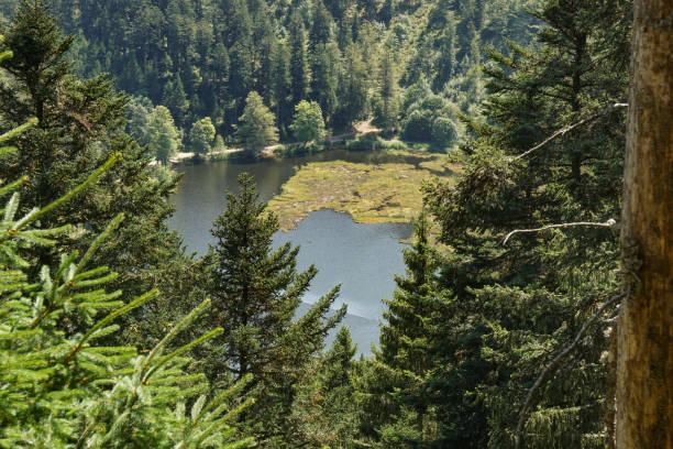 View down to a lake in the Black Forest mountains, South of Germany. Nature preservation habitat.
