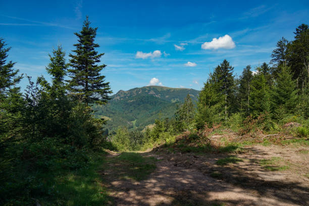 View from hiking trail towards Black Forest mountain top, South of Germany