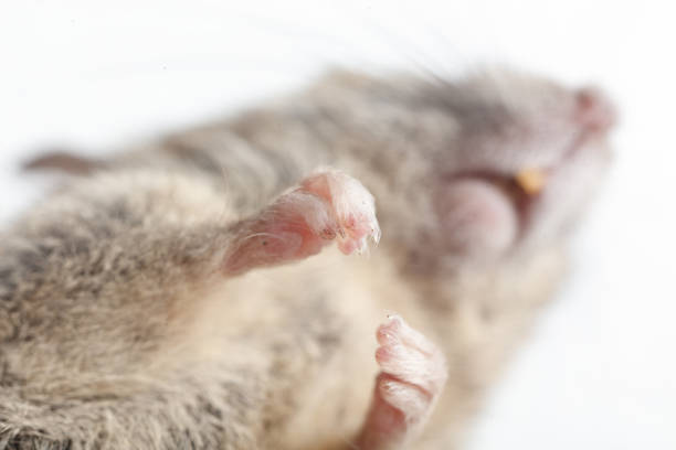 Close-up of a mouse's paw. Macro.