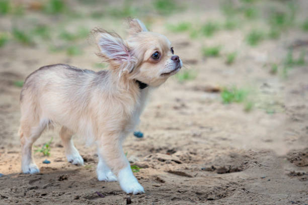 Chihuahua is one of the smallest dog breeds, named after the Mexican state of Chihuahua.