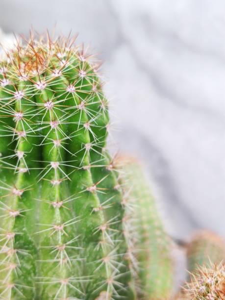 istock Cactus planted in a garden pot 2167579367