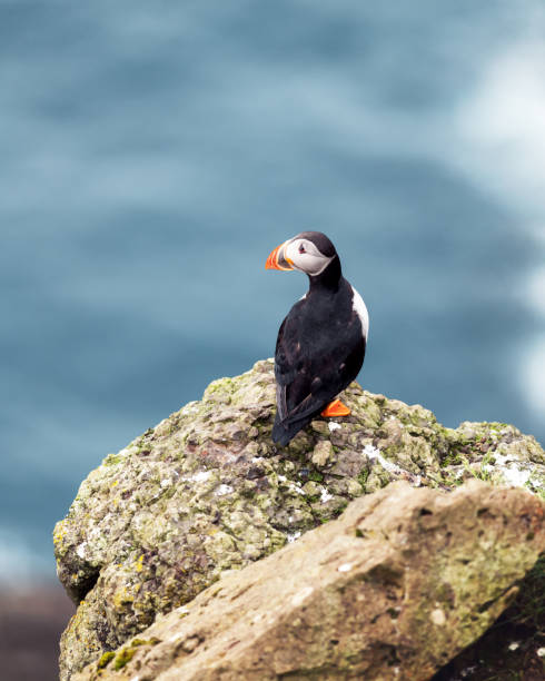 istock Famous faroese bird puffin closeup 2167579472