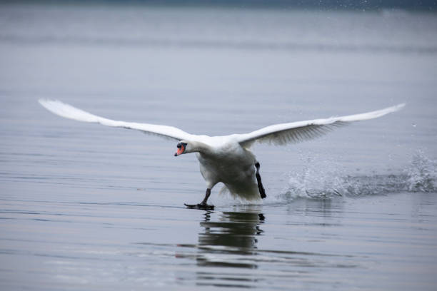 A mute swan in flight in Ontario, Canada.