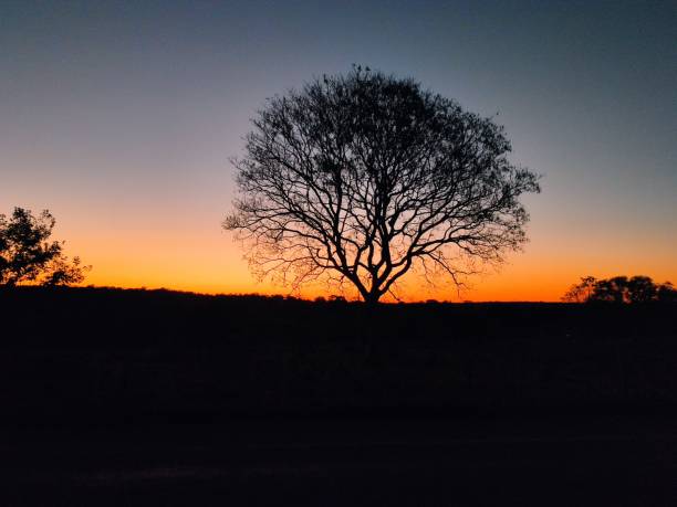 istock Dry trees and a dark late afternoon sky 2167580979