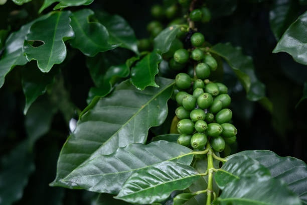 istock Close up of young coffee beans on coffee tree. 2167582319