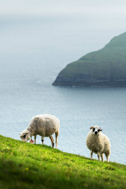 istock Morning view on the summer Faroe islands 2167582557