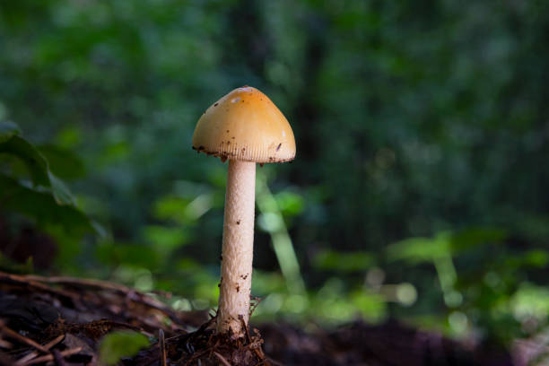 A fungus  fungi or funguses is any member of the group of eukaryotic organisms that includes microorganisms such as yeasts and molds, as well as the more familiar mushrooms