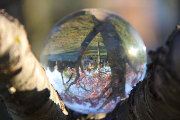 istock Cherry blossoms in a glass sphere, Central Park 2167583608