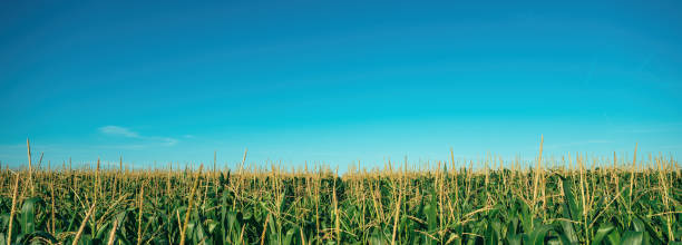 istock Tasseling corn plants in cultivated field 2167584236