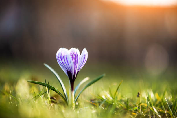 Single spring flower crocus on green grass closeup